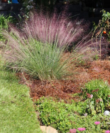 Muhlenbergia capilaris