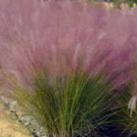 Muhlenbergia capilaris