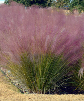 Muhlenbergia capilaris