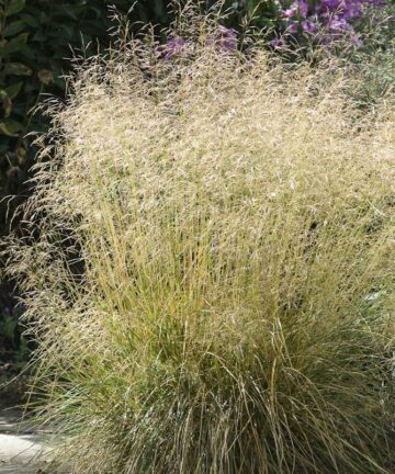 Deschampsia Goldtau