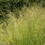 Deschampsia Tautrager