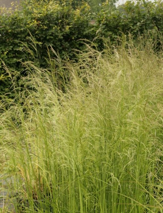 Deschampsia Tautrager