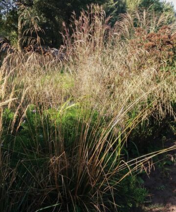 Deschampsia Tautrager