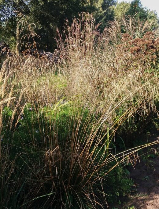 Deschampsia Tautrager