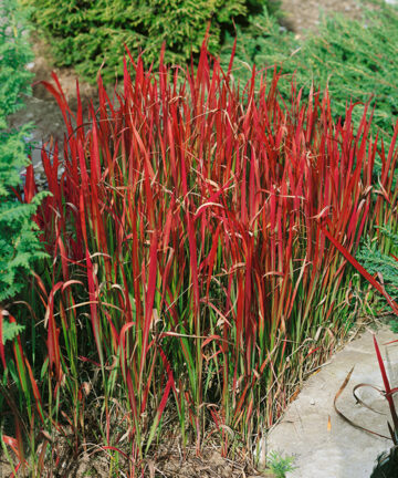 Imperata cylindrica Red Baron