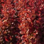 Berberis Red Rocket