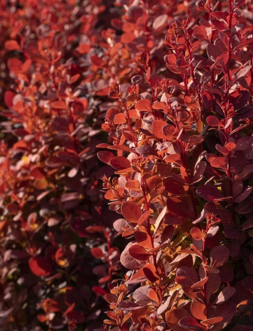 Berberis Red Rocket