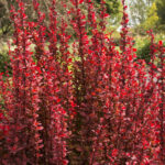 Berberis Red Rocket