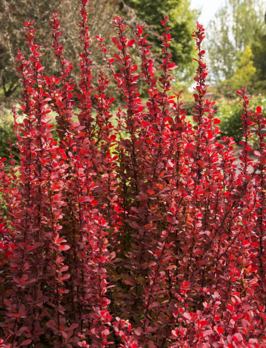 Berberis Red Rocket