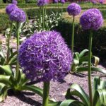 allium akita