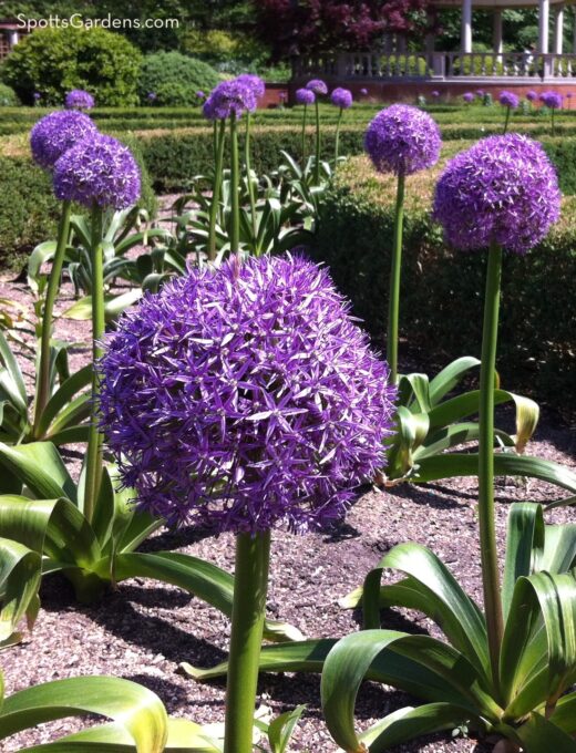 allium akita