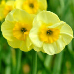 Narcis Sun Disc