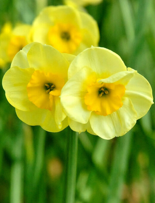 Narcis Sun Disc