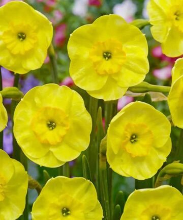 narcis sun disc