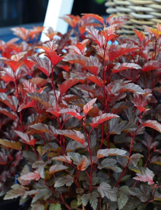 Physocarpus opulifolius Little Angel