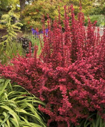 Berberis Red Rocket