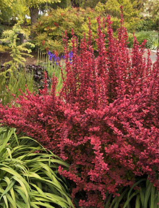 Berberis Red Rocket