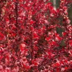 Berberis Red Rocket