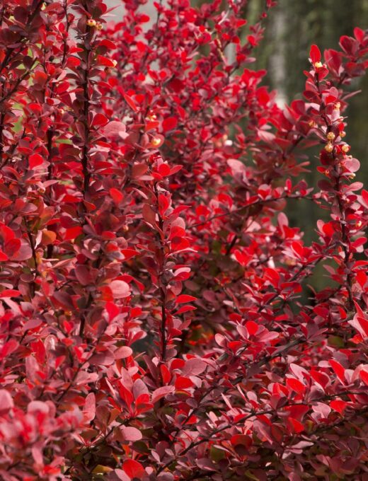 Berberis Red Rocket