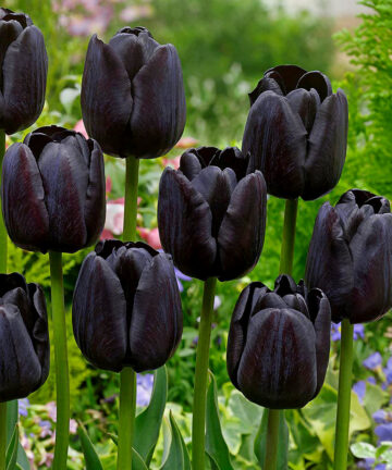 tulipan queen of night