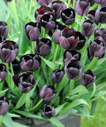 tulipan queen of night