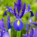 Iris blue magic