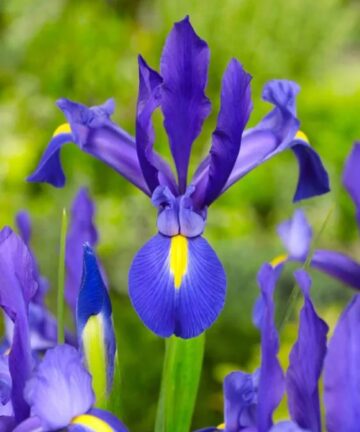 Iris blue magic