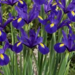 Iris blue magic