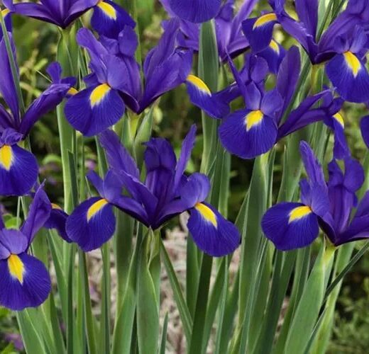 Iris blue magic