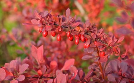 berberis-thunbergii