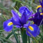 Iris blue magic