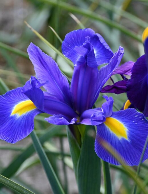 Iris blue magic