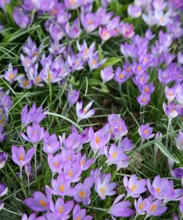 Krokus Lilac Beauty