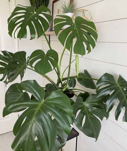 Monstera deliciosa