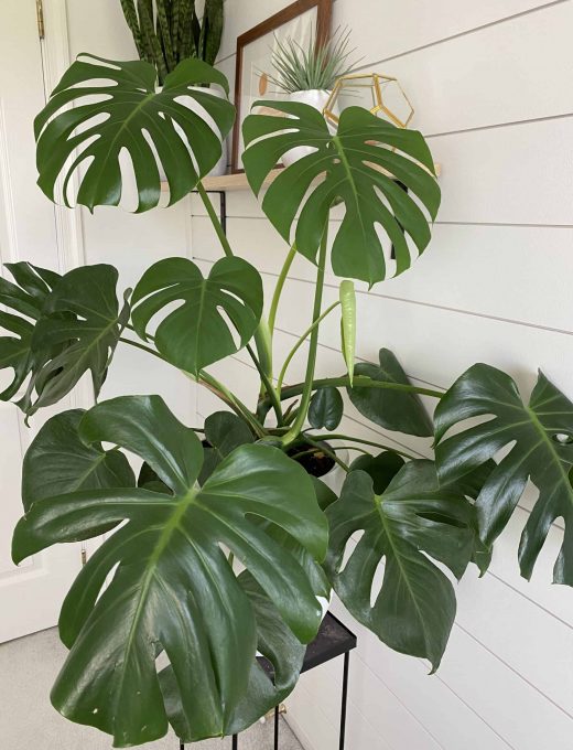 Monstera deliciosa