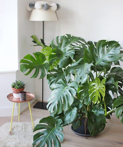 Monstera deliciosa