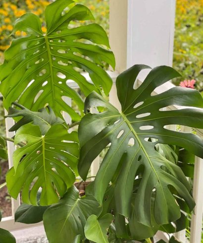 Monstera deliciosa